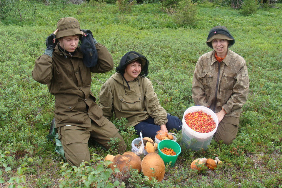 Сбор грибов и ягод (середина июля – середина сентября)